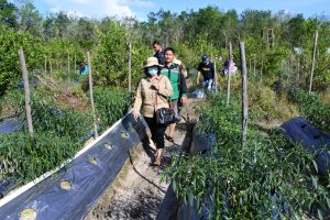 Kunjungi Kelompok Tani Cakra Mandiri di Desa Baning Panjang, Sekda Sintang Panen Cabe dan Dengarkan Keluhan Petani