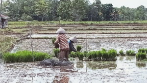 DPRD Sintang Tekankan Urgensi Produksi Beras Lokal untuk Menekan Tingkat Inflasi