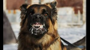 Pemda Sintang Terus Giatkan Program Vaksinasi Rabies: Fokus pada Pencegahan Kasus Gigitan Hewan Penular