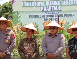 Dukung Swasembada Pangan, DPRD Sintang Hadiri Panen Raya Jagung di Tempunak