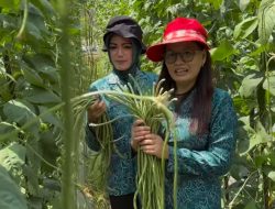 Anggota DPRD Sintang Dukung Penuh Pengembangan Pertanian Sayur di Desa Merarai Satu, Sungai Tebelian